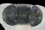 Trilobite (Paralejurus spatuliformis?) Fossil - Morocco #134381-2